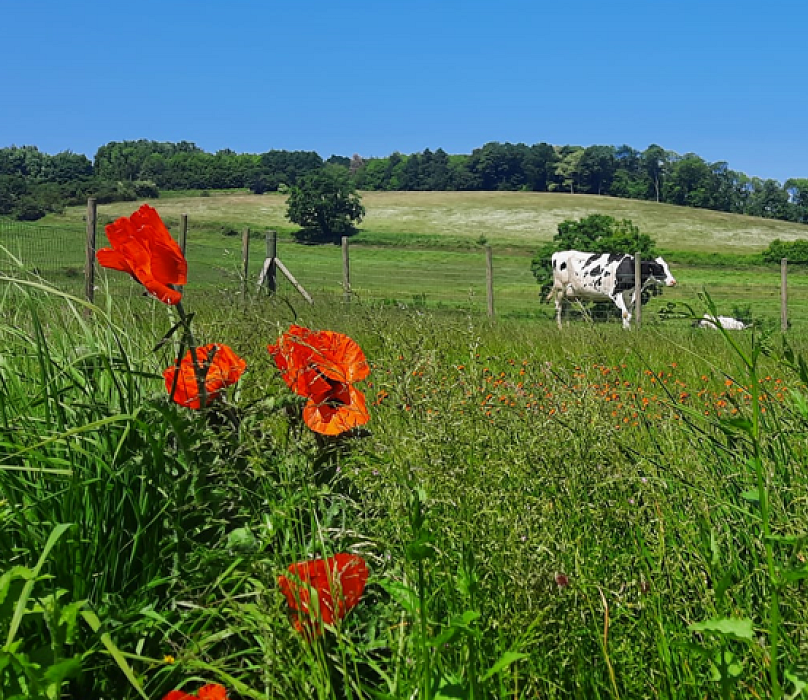 Afbeelding 1 in carrousel van Home
